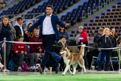 Wystawa Shelby Międzynarodowa Łódź 18-19.11.2023